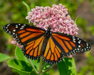 monarch on milkweed