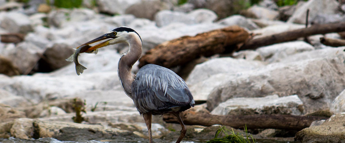 Blue heron